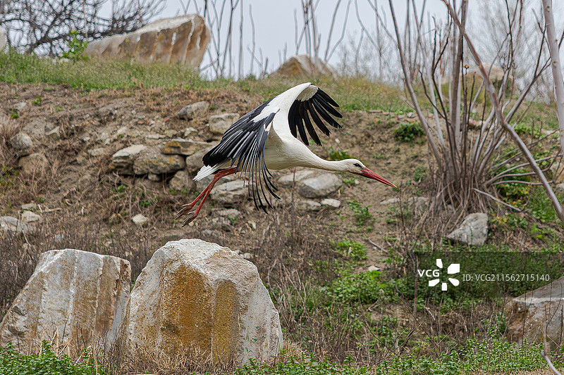 白鹳 阿尔忒弥斯神庙的白鹳图片素材
