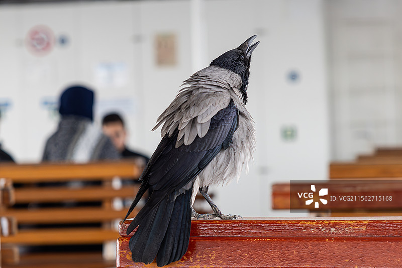 冠小嘴乌鸦图片素材