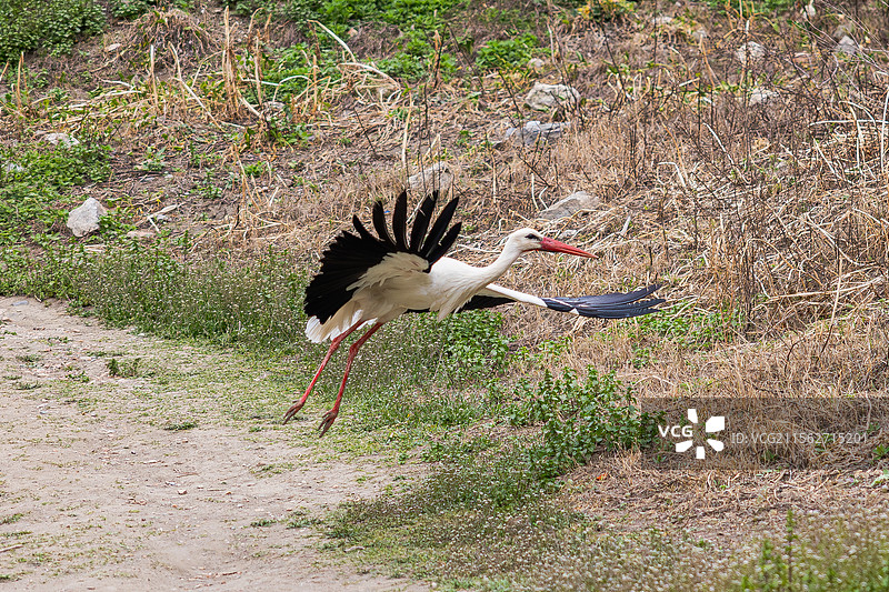 白鹳 阿尔忒弥斯神庙的白鹳图片素材