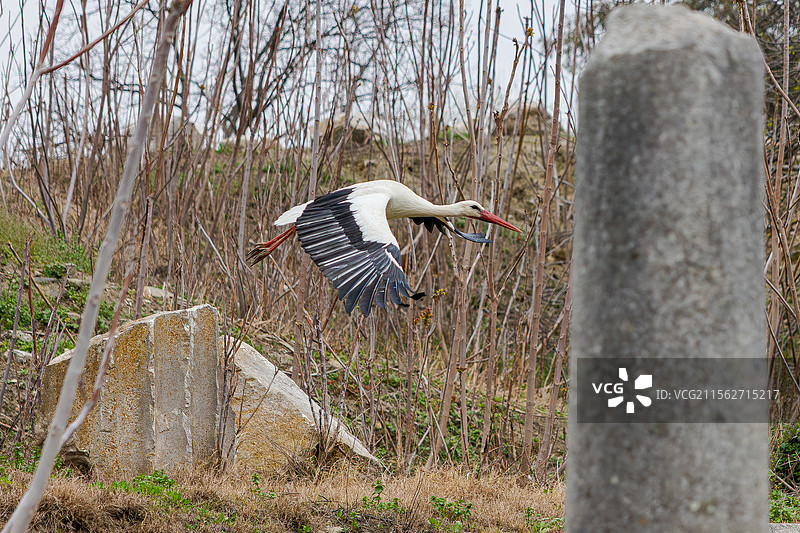 白鹳 阿尔忒弥斯神庙的白鹳图片素材
