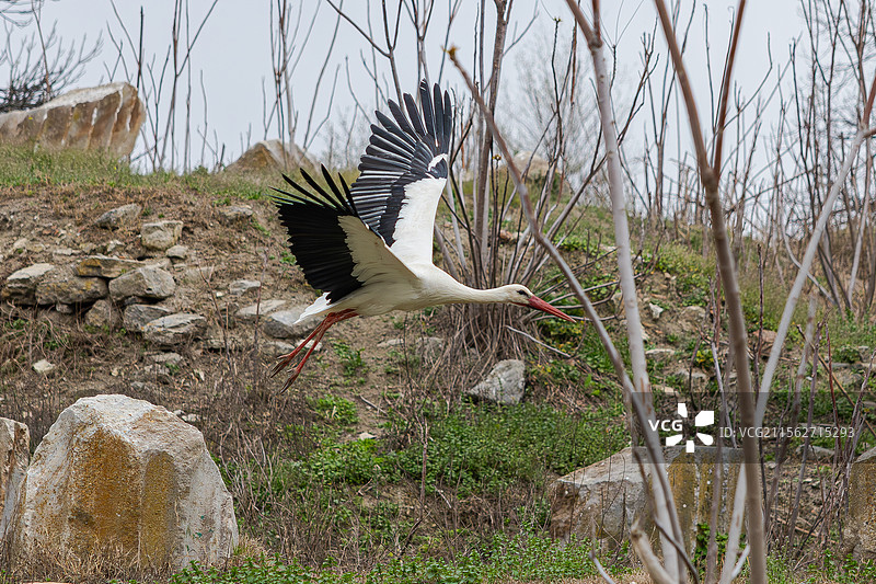 白鹳 阿尔忒弥斯神庙的白鹳图片素材
