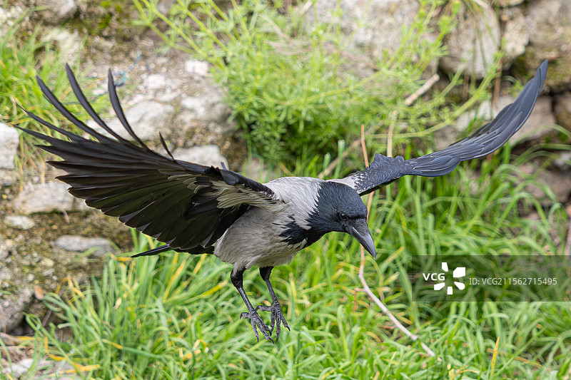 冠小嘴乌鸦图片素材