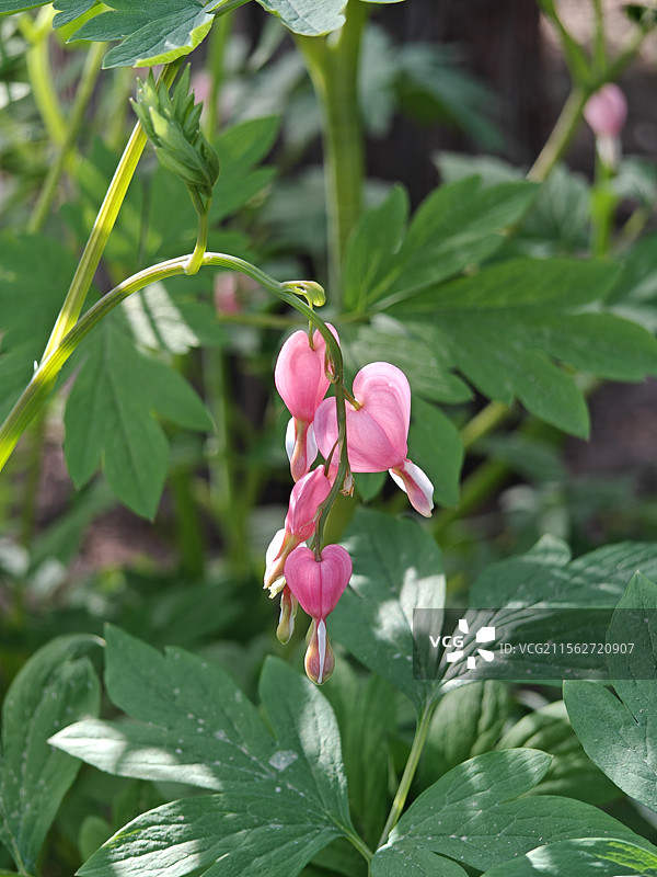 4月，景山公园大片粉色荷包牡丹盛开，图片素材
