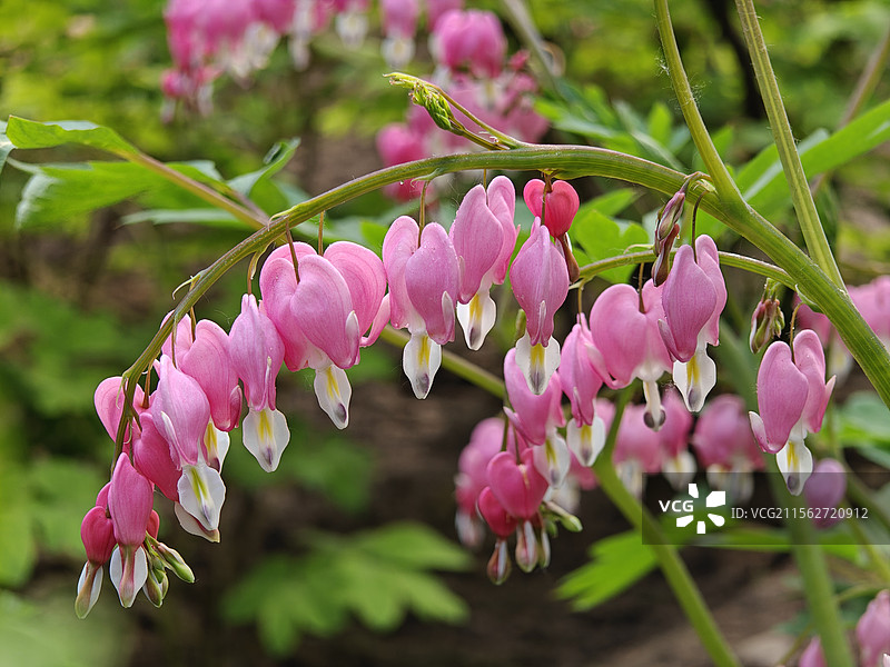 4月，景山公园大片粉色荷包牡丹盛开，图片素材