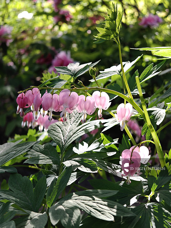 4月，景山公园大片粉色荷包牡丹盛开，图片素材