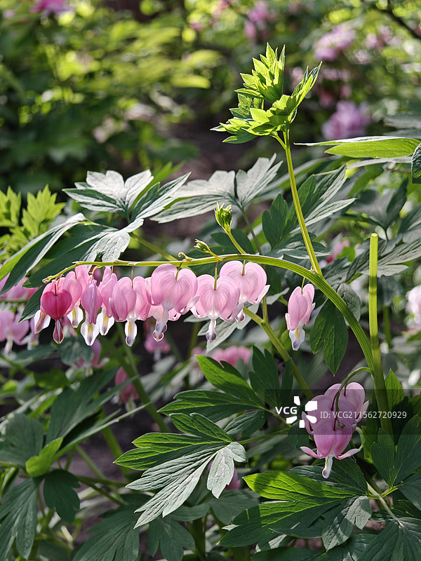 4月，景山公园大片粉色荷包牡丹盛开，图片素材