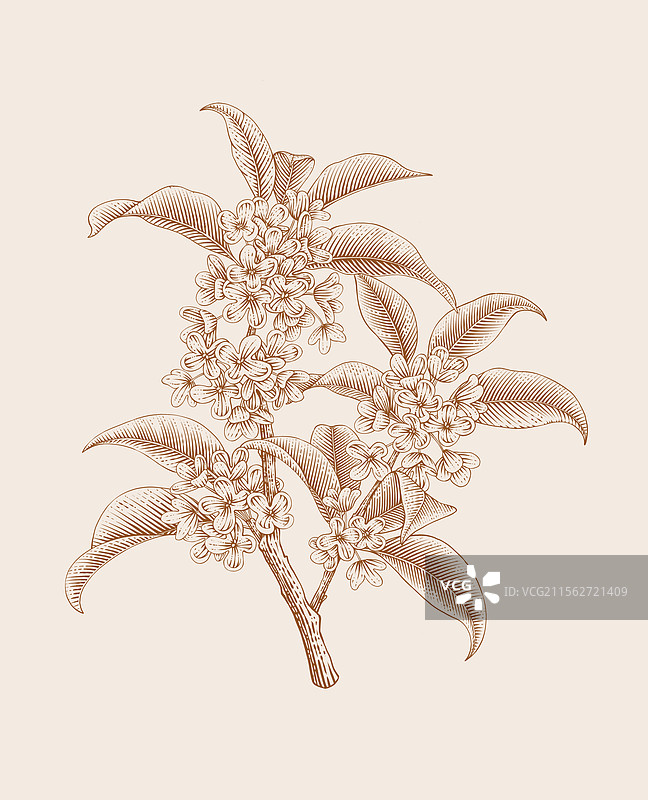 桂花黑白版画图片素材