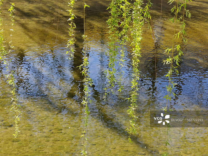 春天，湖面刚发芽的柳树垂下来图片素材