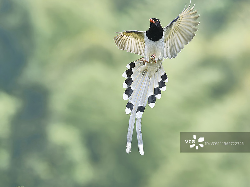 红翼舞苍穹图片素材