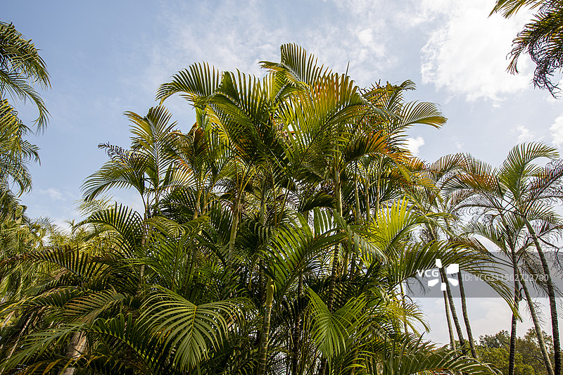 中国科学院华南植物园里的散尾葵图片素材