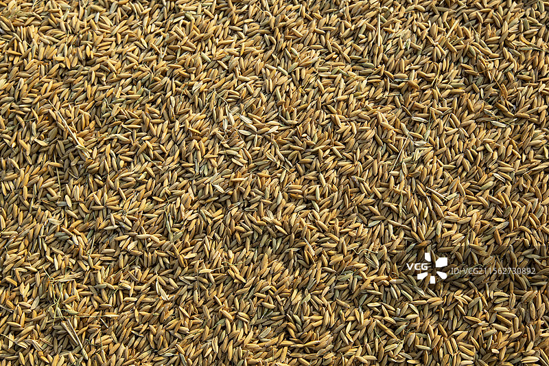 谷物背景图片素材
