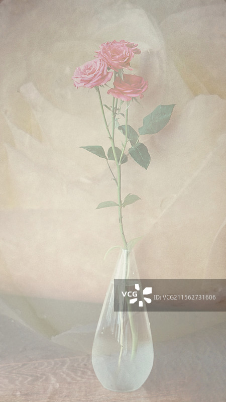 粉色月季静物图片素材