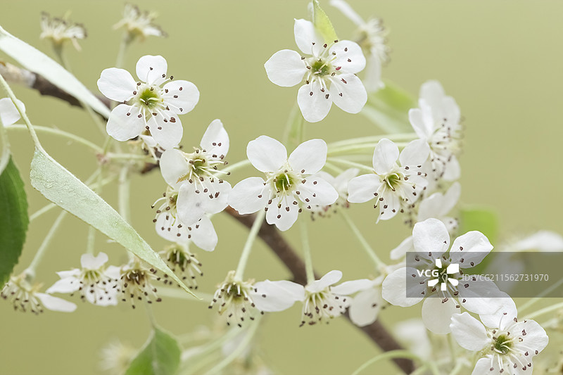 春天谷雨时节杜梨的花和新叶图片素材