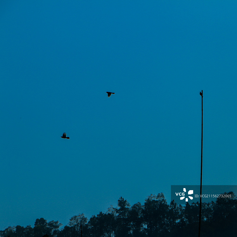 夜晚，飞鸟投林，小鸟归巢，和停在竹竿上的小鸟图片素材