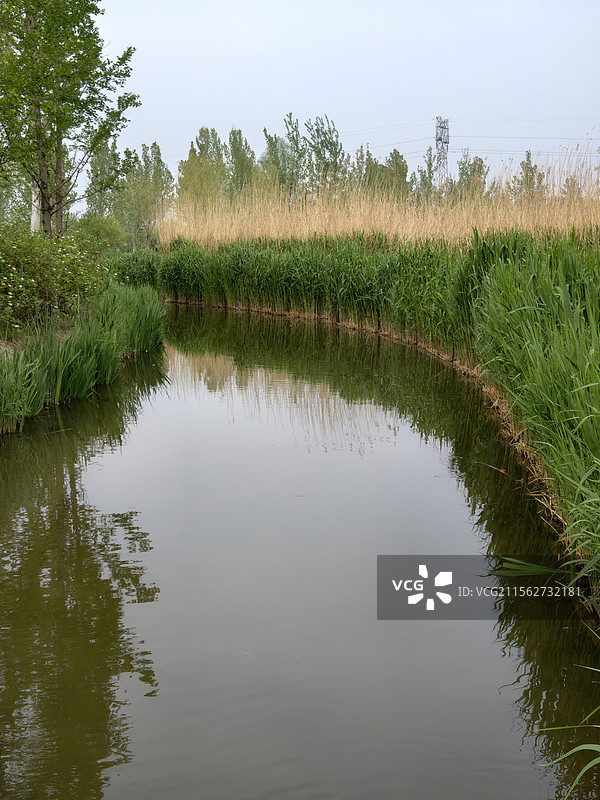 北京温榆河公园的芦苇丛图片素材