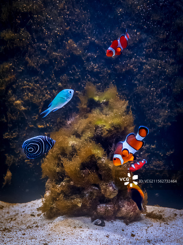 水族馆里色彩鲜艳的小丑鱼和热带鱼图片素材