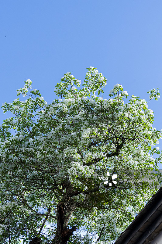 福州三坊七巷衣锦坊流苏花树整株仰拍和局部特写图片素材
