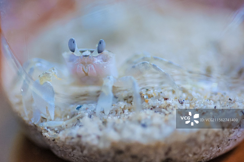 沙滩上的小螃蟹图片素材