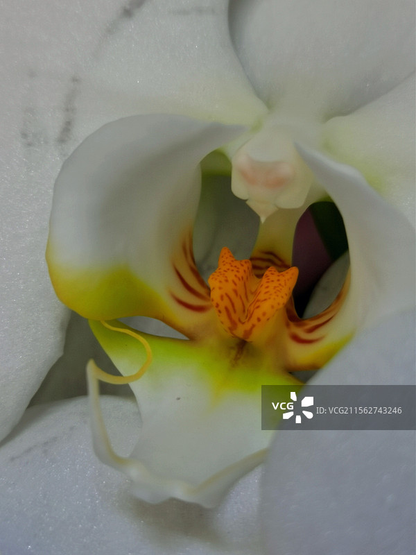 蝴蝶兰图片素材