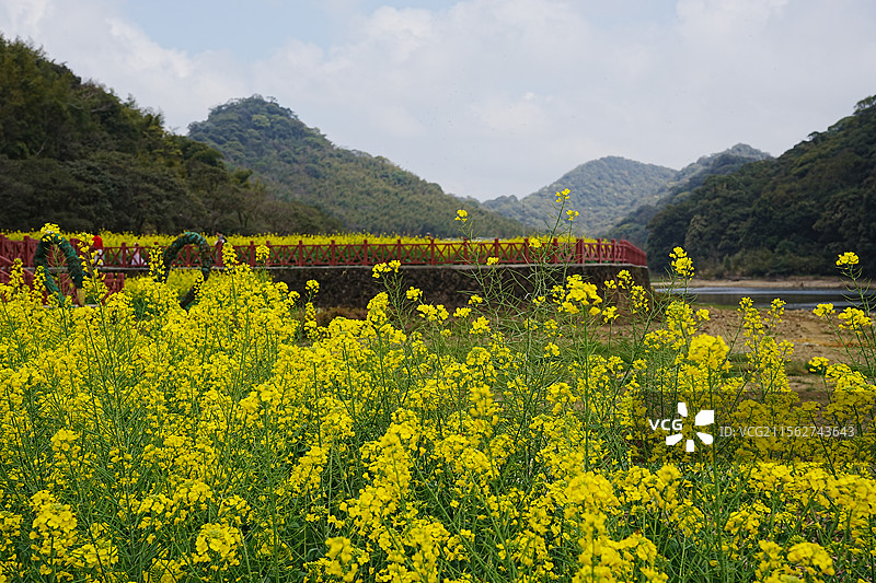 从化石门国家森林公园油菜花图片素材