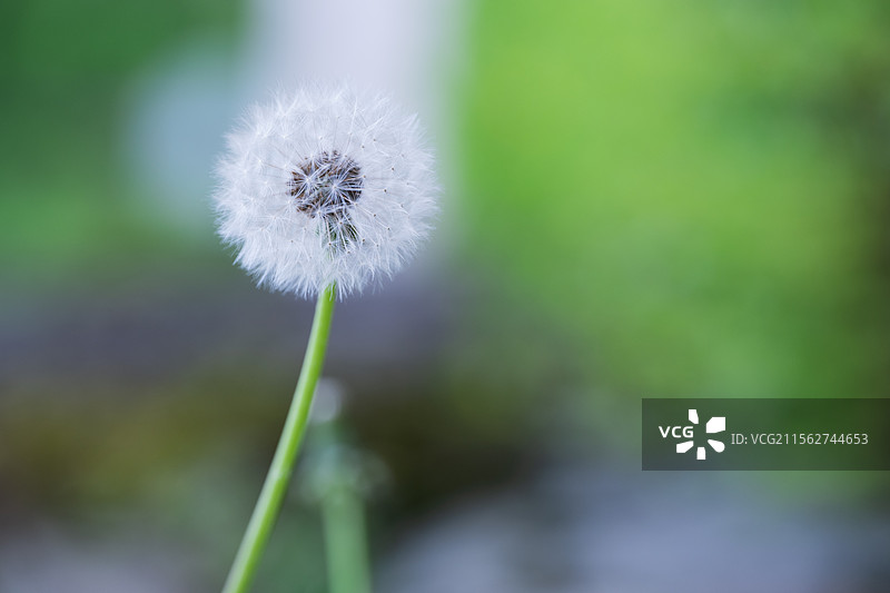 蒲公英特写图片素材