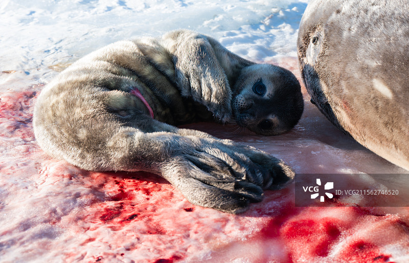 海冰上刚出生的小海豹图片素材