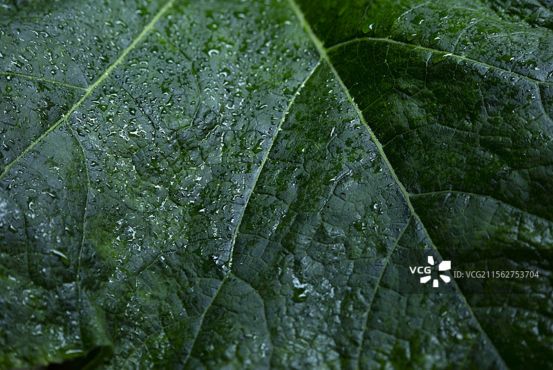 翠绿的植物叶子图片素材
