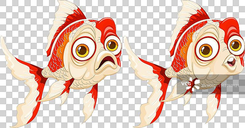 两条鲜艳的金鱼并肩游泳图片素材