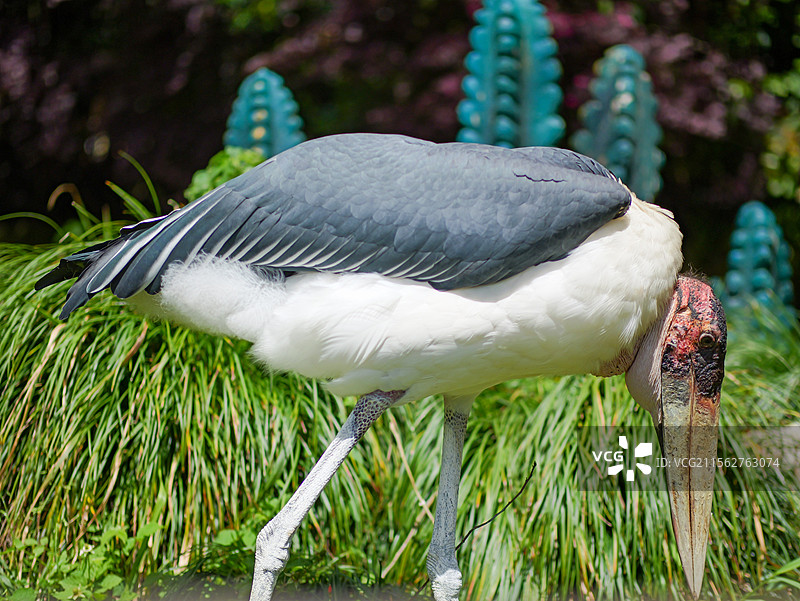 杭州野生动物世界的秃鹳和夜鹭图片素材