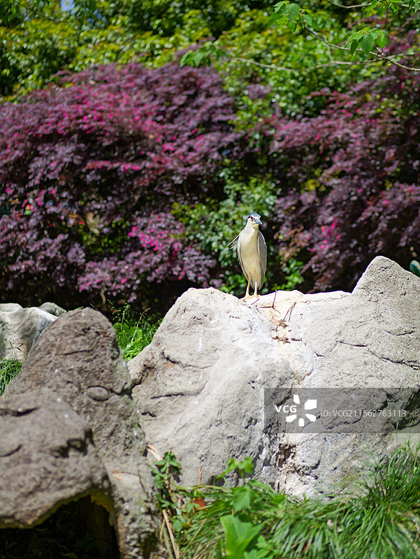 杭州野生动物世界的秃鹳和夜鹭图片素材