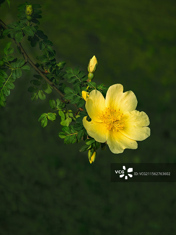 一枝黄色刺玫花图片素材