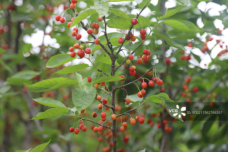 重庆市云阳县外郎乡的玛瑙红大樱桃钓小龙虾农家乐图片素材