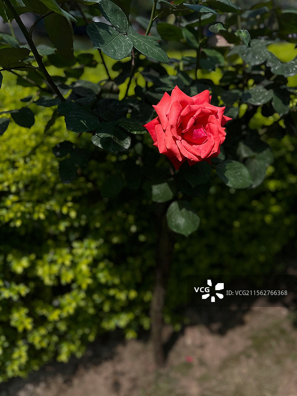 阳光下的红月季花图片素材