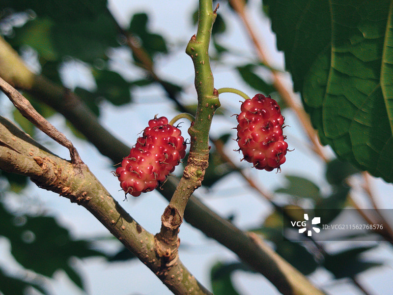 新鲜健康的桑椹图片素材