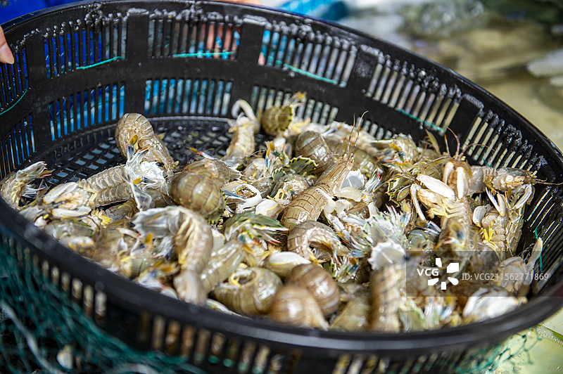 海鲜类虾怪黄蚬子东港飞蟹生蚝扇贝虾爬子图片素材