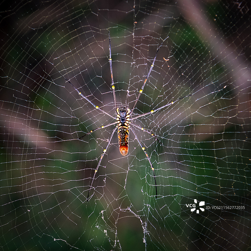 热带雨林林中的雄性棒络新妇蜘蛛（Nephila clavata）图片素材