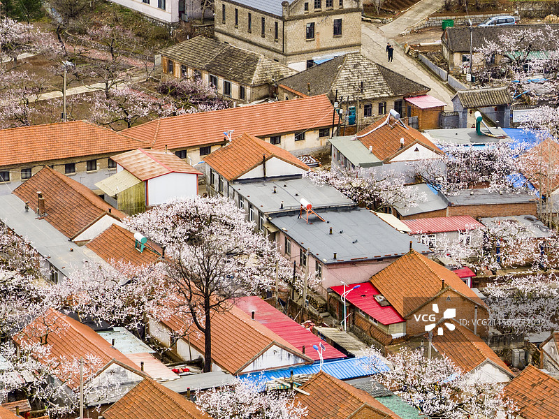 丹东东港大孤山杏花节孤山杏花图片素材