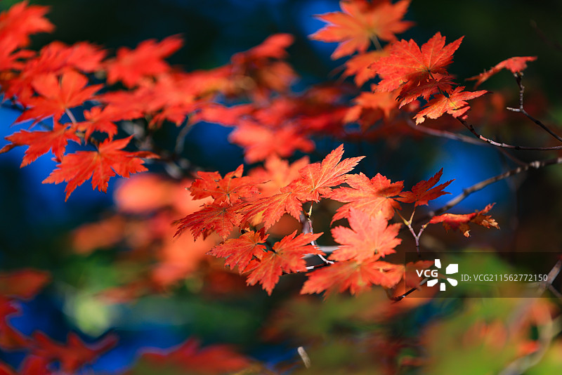 吉林长白山秋天树上的红枫叶特写镜头图片素材