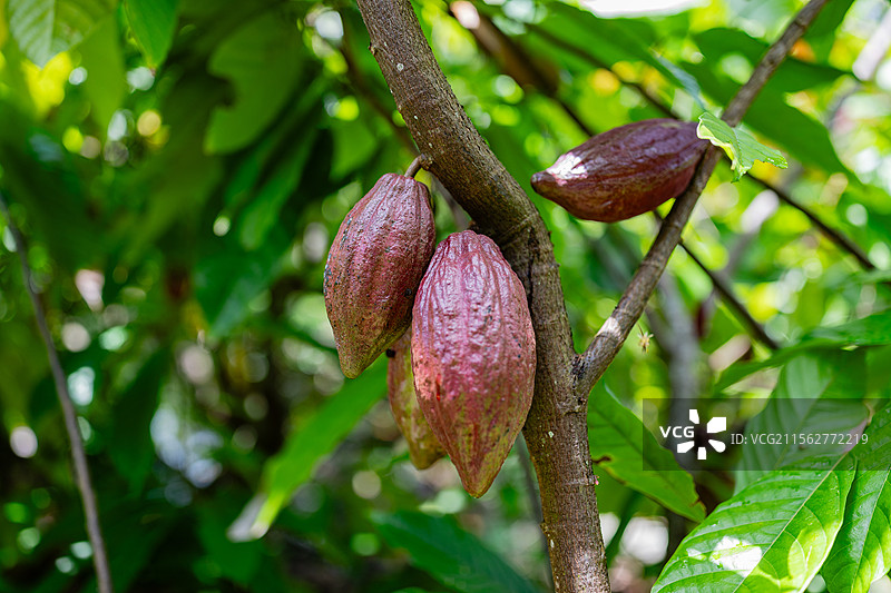 生长中的可可果图片素材