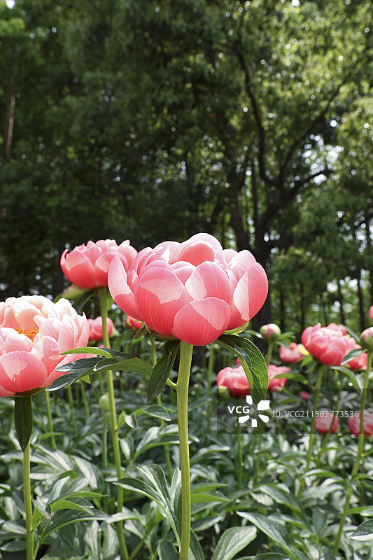 粉色芍药花_花卉自然光摄影图片素材