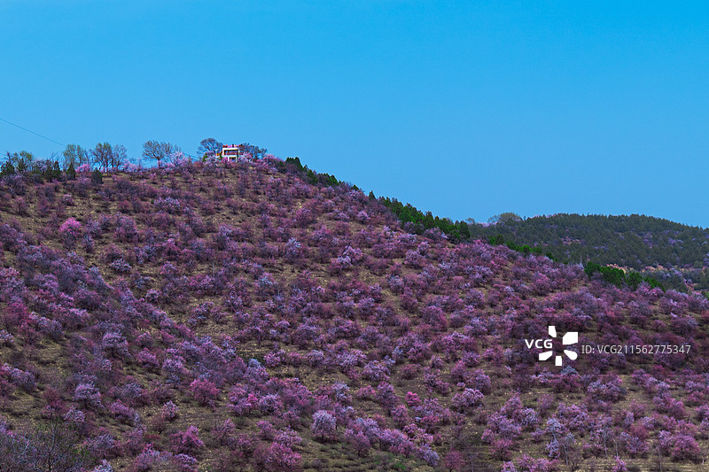 兰州市榆中县车道岭杏花节图片素材