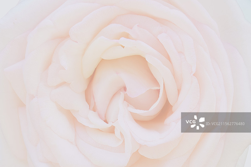 花卉特写，月季，玫瑰，背景图片素材