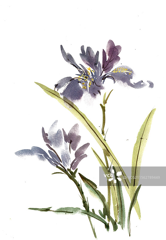 紫色的鸢尾花图片素材