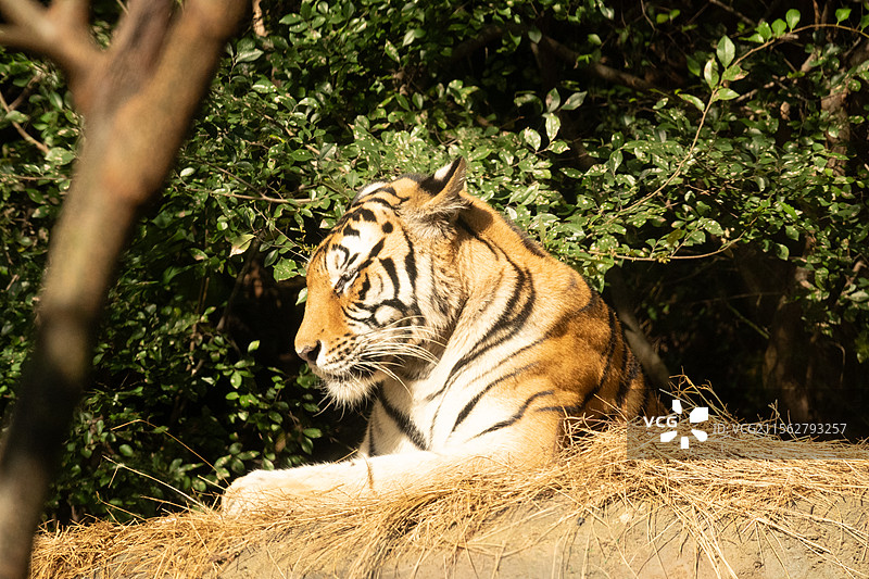 大老虎图片素材