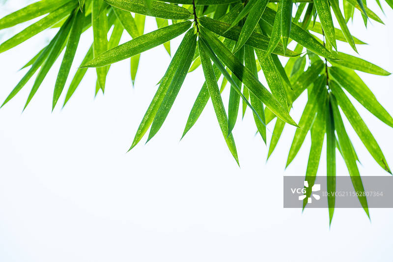 竹叶图片素材