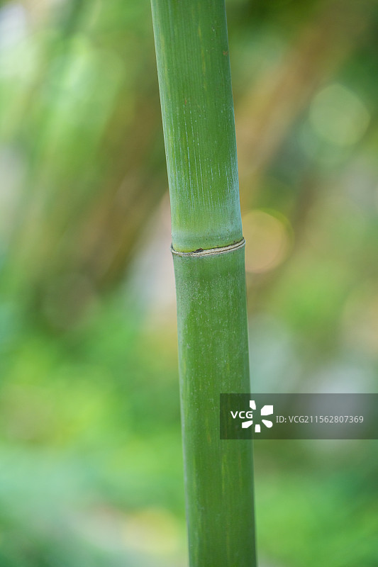 竹特写图片素材