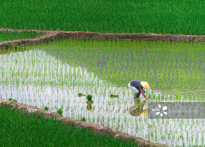 插秧图片素材