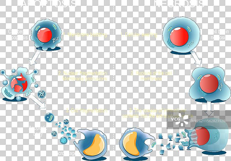 细胞的凋亡或坏死图片素材