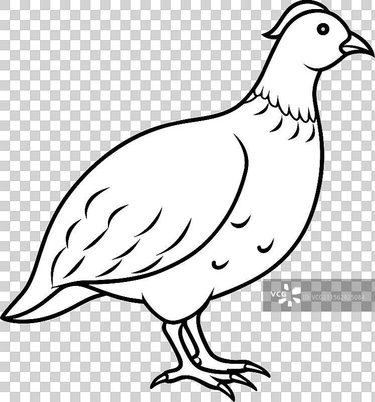 白色背景上的鹌鹑侧面视图图片素材