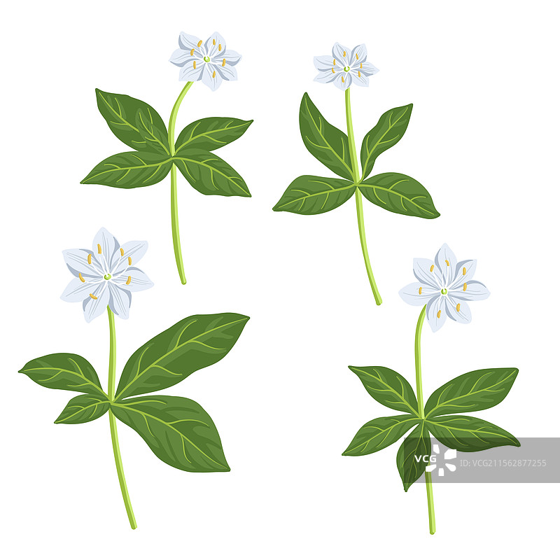 画野花图片素材